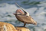 Brown Pelican